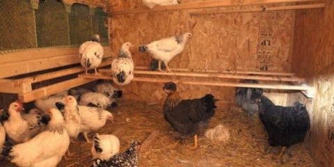 Kokoške ne nose jaja - šta da se radi